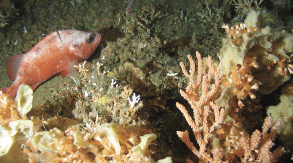 Út er komin viðamikil skýrsla um kortlagningu búsvæða. HV 2020-31