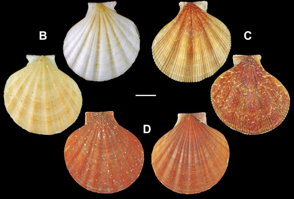 Pectinidae
