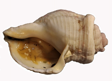 Stöðvarkóngur (Buccinum superangulare).