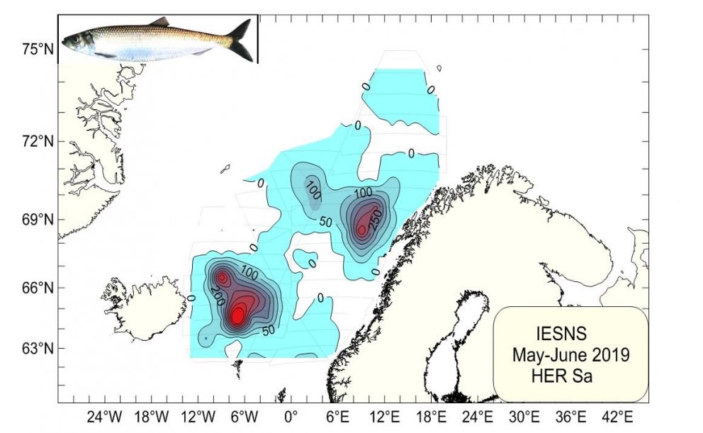 1. mynd. Útbreiðsla og þéttleiki norsk-íslenskrar síldar í maí 2019. Leiðarlínur eru sýndar í bakgru…