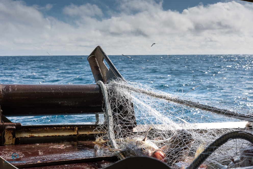 Helstu niðurstöður stofnmælingar hygningarþorsks með þorskanetum kynntar í nýrri skýrslu