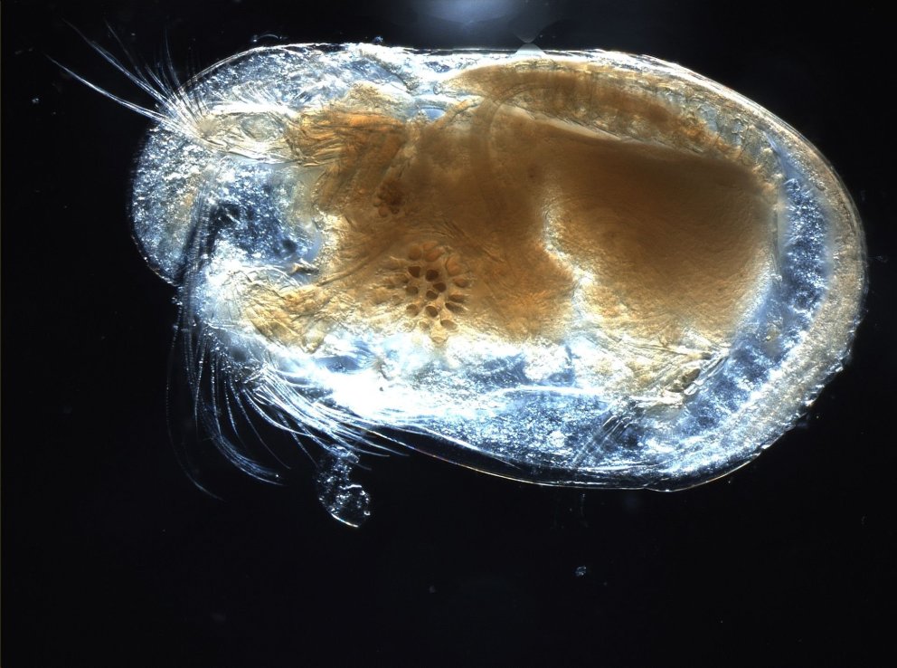 Mynd af skelkrabba. Skelkrabbar (fræðiheiti: Ostracoda) eru flokkur krabbadýra sem inniheldur samtal&hellip;