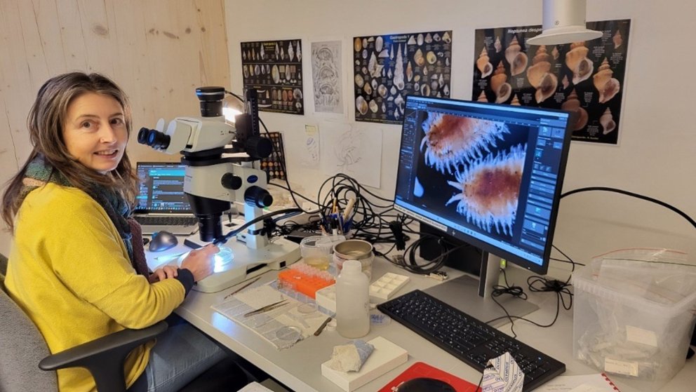 Laure de Montety sjávarlíffræðingur við splunkunýja Olympus SZX16 víðsjá.