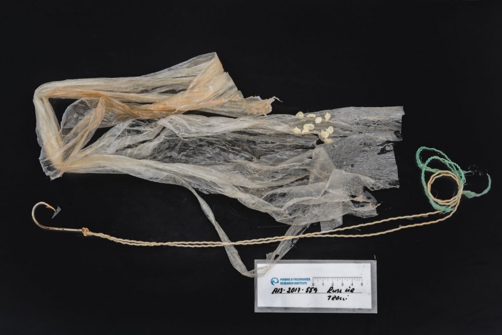 Ljósm. Svanhildur Egilsdóttir