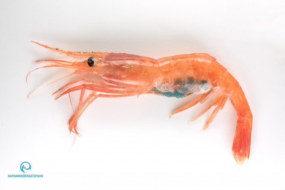 Ráðgjöf fyrir úthafsrækju og rækju við Eldey