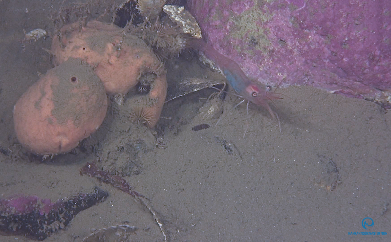 Ný grein um tegundafjölbreytileika á grunnsævi Íslands