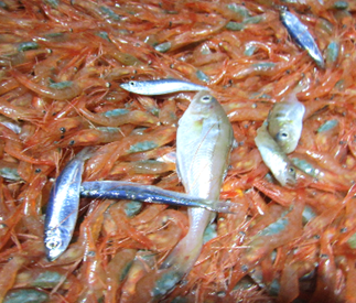 Ljósm. Haraldur Einarsson