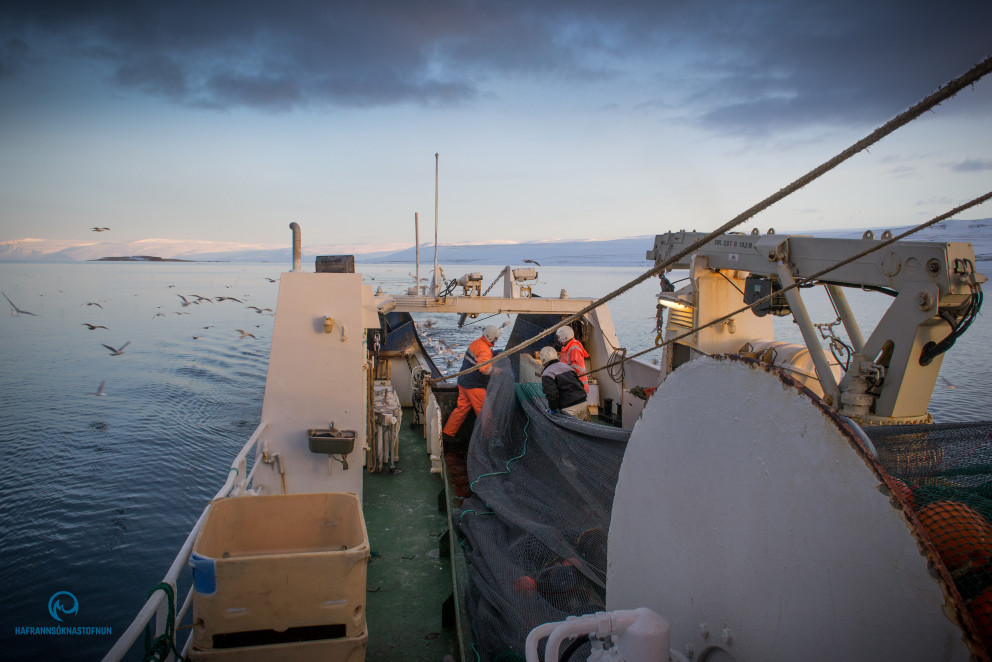 Alvarleg staða rækjustofnsins í Ísafjarðardjúpi