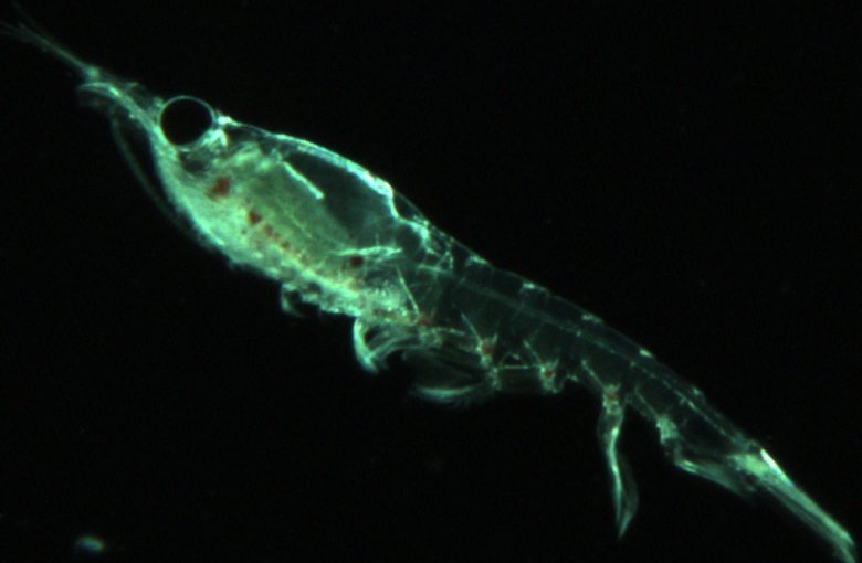 Ljósátutegundin agga. Mynd tekin með svifsjá.