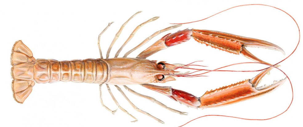 Lokun veiðisvæða í Jökuldýpi vegna atferlisrannsókna á humri