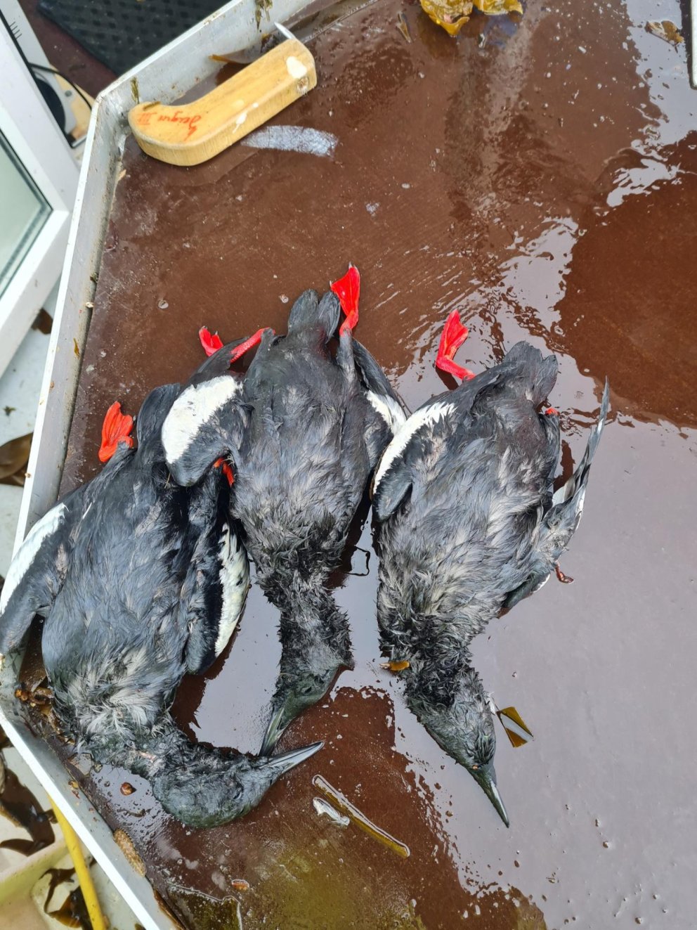 Teistur sem veiddust í grásleppunet.