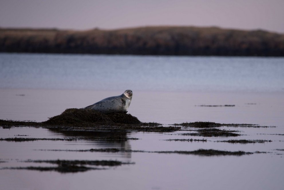 Landselur. Ljósm. Svanhildur Egilsdóttir.