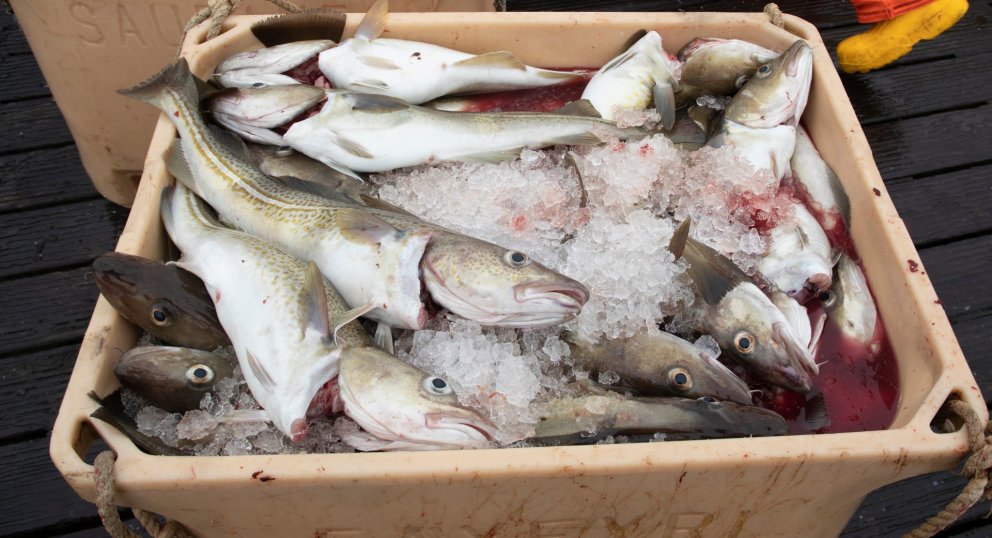 Þorskur úr löndun í Grímsey. Mynd: Shutterstock.