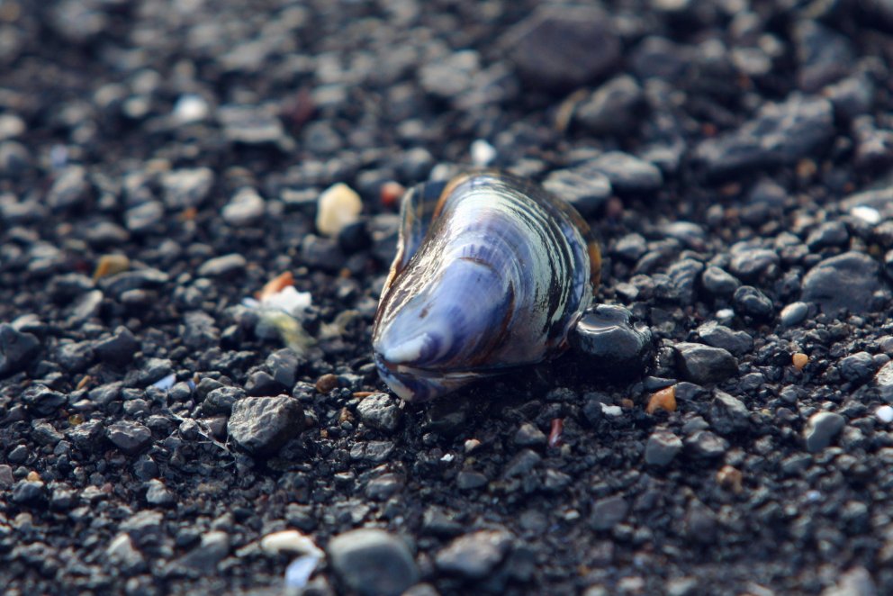 Bláskel. Mynd af Shutterstock.