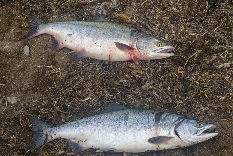 Hnúðlax, l. Oncorhynchus gorbuscha (Shutterstock)
