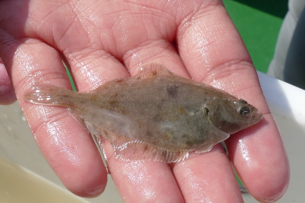 Skarkolakríli (Pleuronectes platessa).