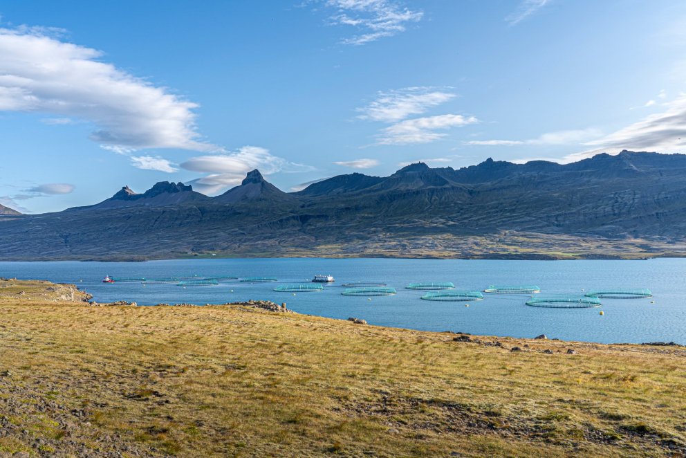 Fiskeldi í Berufirði