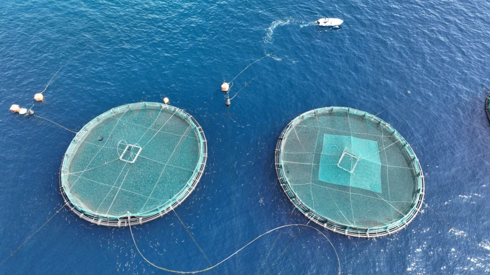 Við leitum að sérfræðingi á sviði umhverfisáhrifa sjókvíaeldis