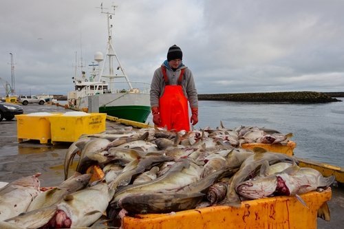 Fiskveiðar í Grindavík / Shutterstock