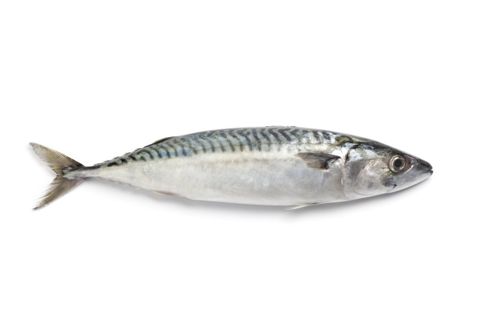 Makríll / Shutterstock