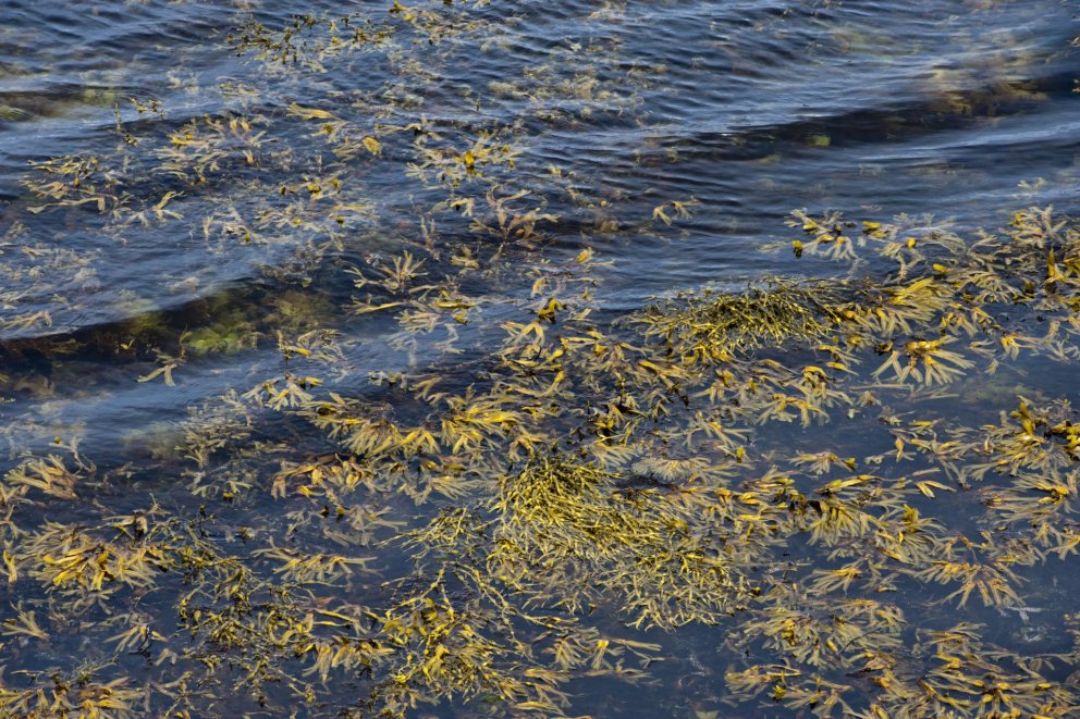 Commercial seaweed harvesting may affect coastal fish communities