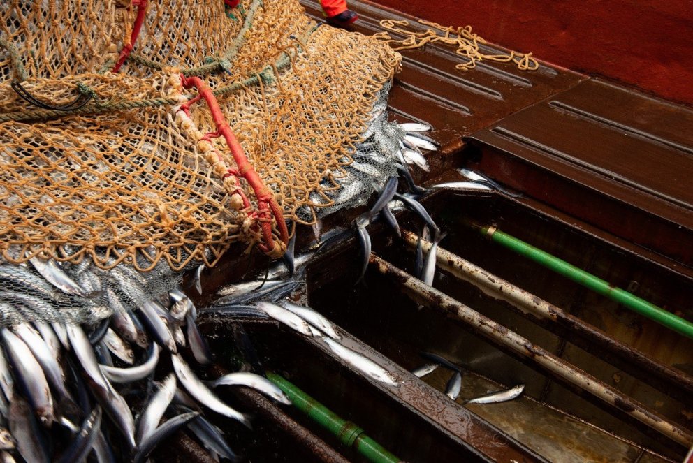 Ljósm. Hafrannsóknastofnun