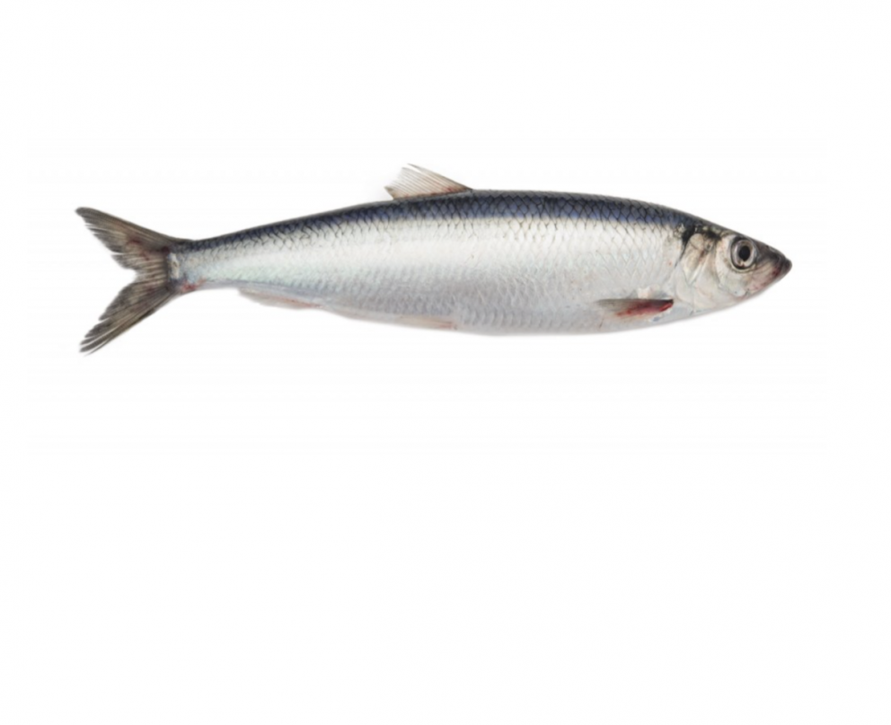 Mynd. Svanhildur Egilsdóttir.