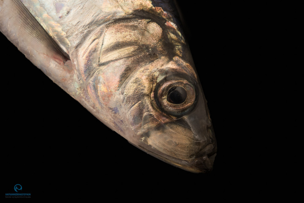 Um 20% hækkun á vísitölum norsk-íslenskar síldar