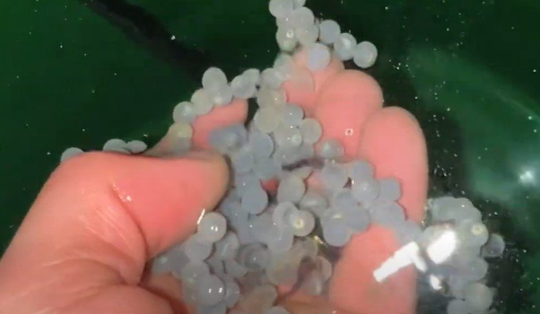 Hlýrahrogn í hrjúfum hrammi starfsmanns tilraunaeldisstöðvarinnar að Stað í Grindavík. Skjáskot úr m…