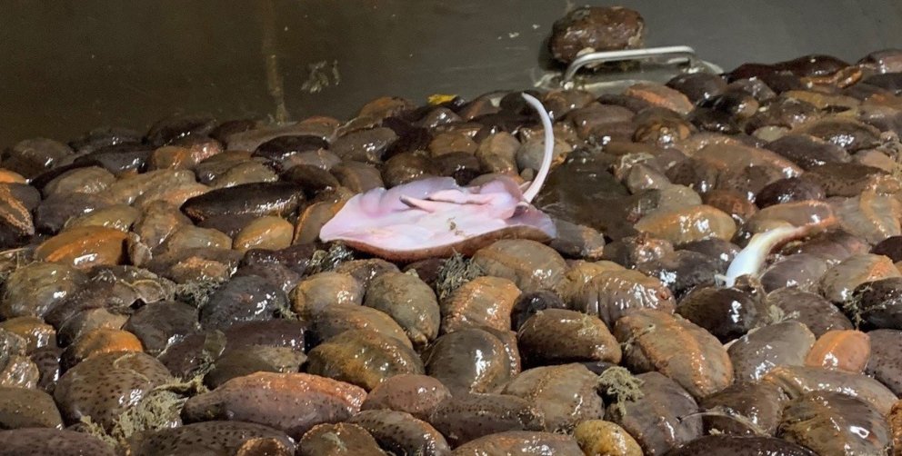 Ráðgjöf um veiðar á brimbút (sæbjúga)