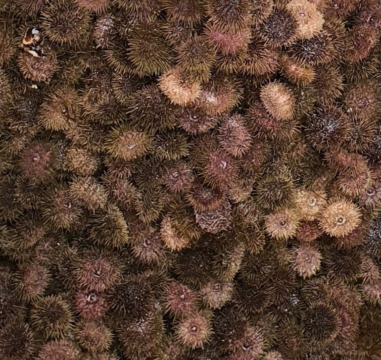 Skollakoppur mismunandi að lit.