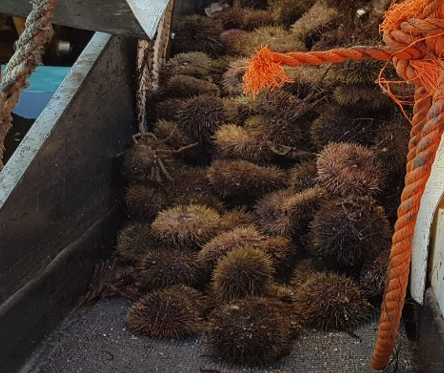 Ljósm. Hafrannsóknastofnun