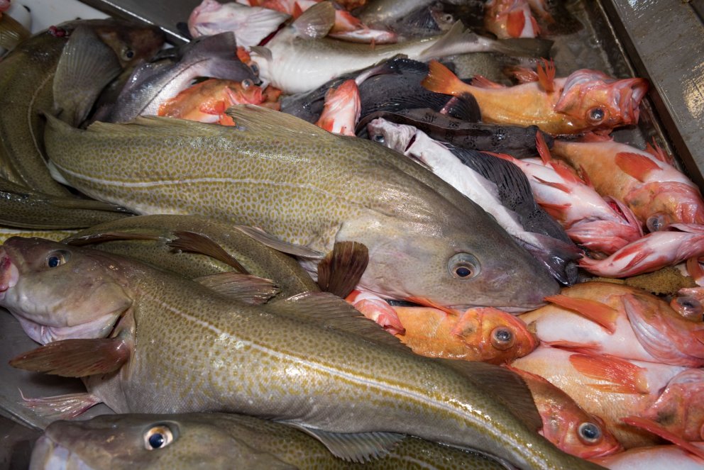 Ljósm. Svanhildur Egilsdóttir