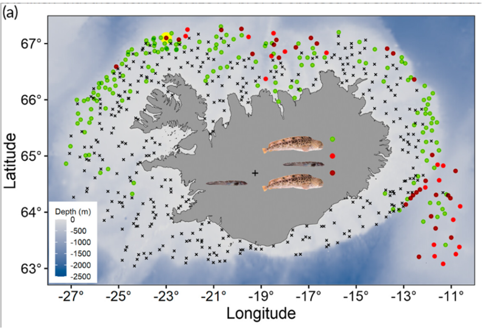 When examining the stomach contents of spotted wolffish, reported in a new article published in Jour…