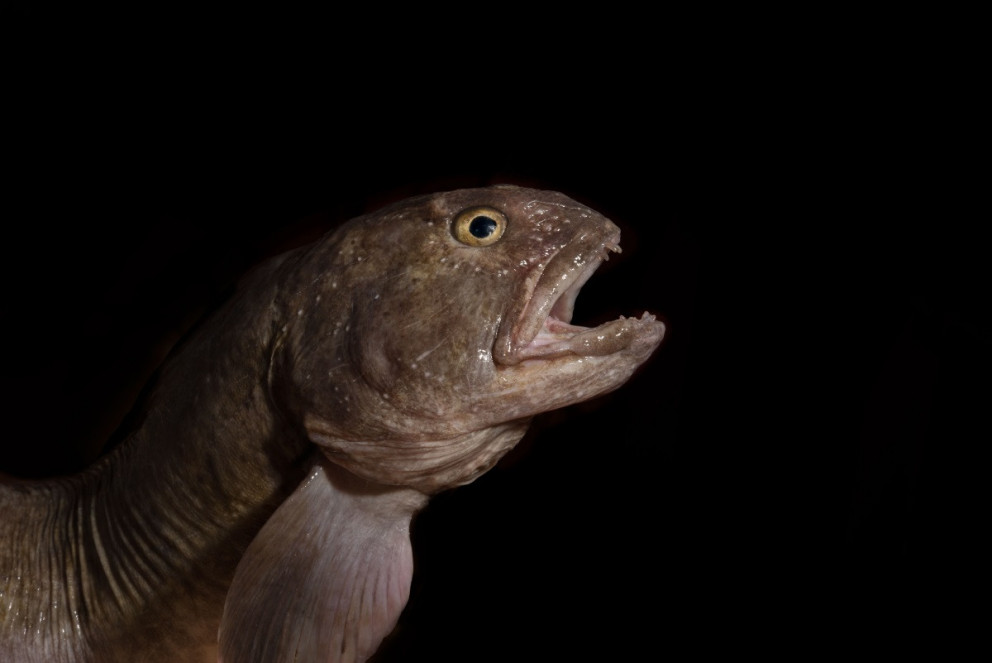 Frjósemi steinbíts við Ísland rannsökuð