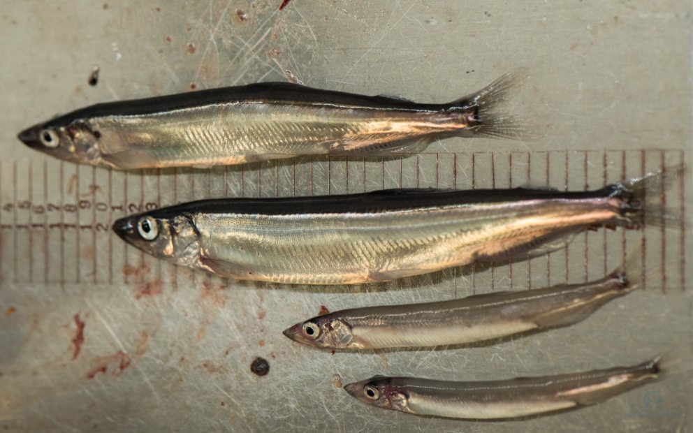 Ljósm. Svanhildur Egilsdóttir.