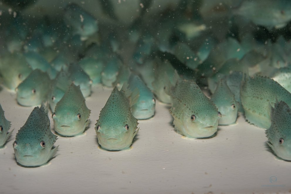 Ljósm. Svanhildur Egilsdóttir