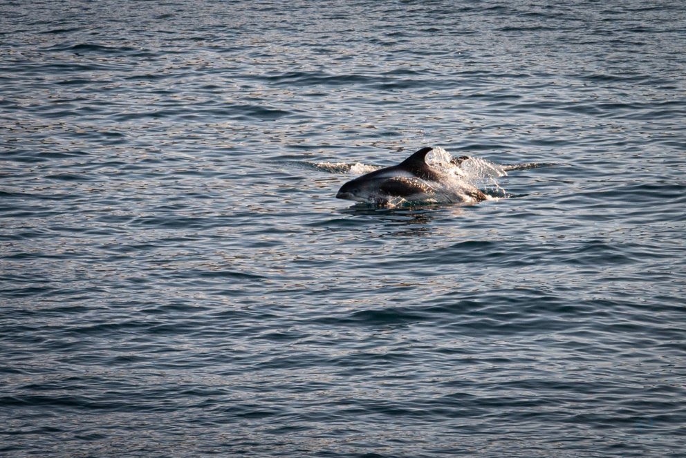Ljósm. Svanhildur Egilsdóttir.