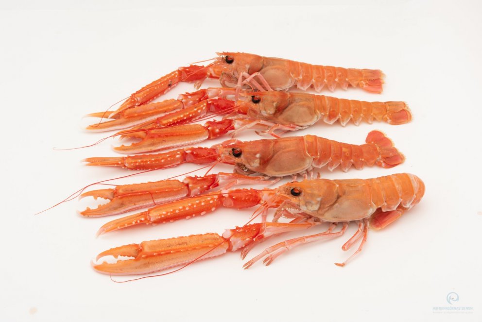 Ljósm. Svanhildur Egilsdóttir