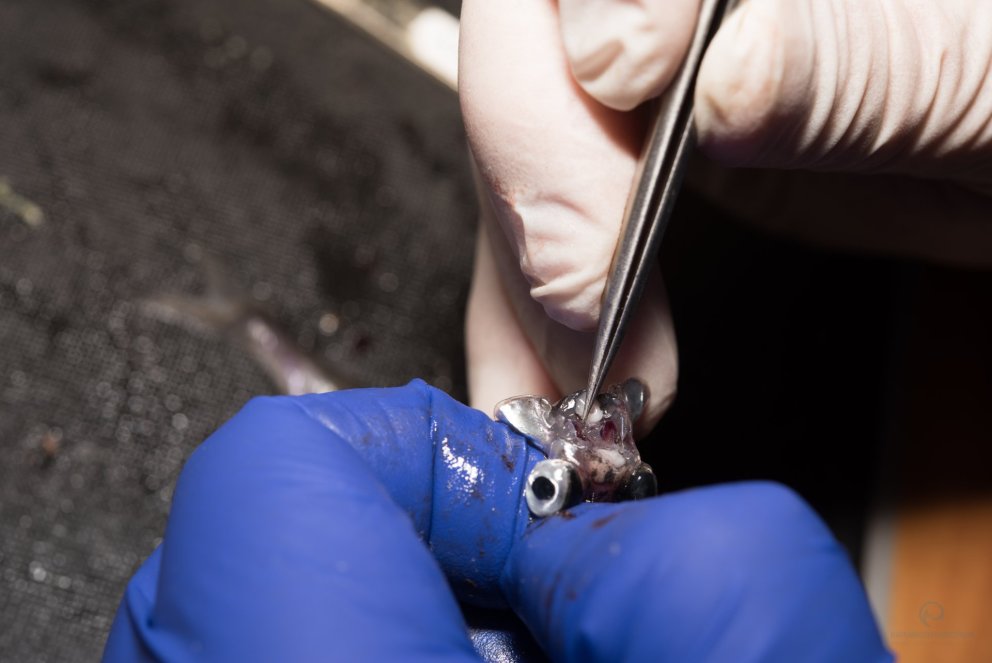 Ljósm. Svanhildur Egilsdóttir.