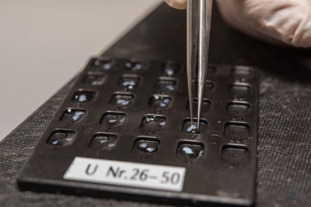 Ljósm. Svanhildur Egilsdóttir