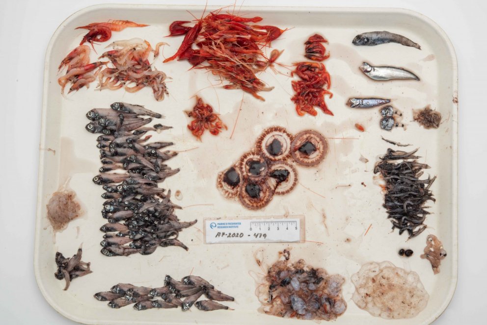 Ljósm. Svanhildur Egilsdóttir