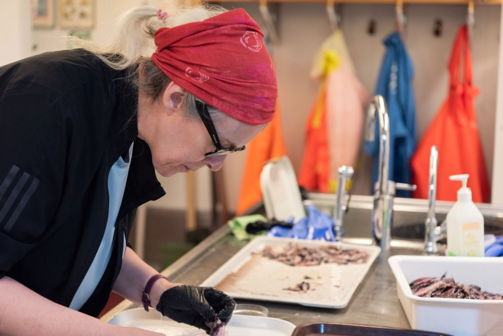 Sýnavinnsla. Mynd Svanhildur Egilsdóttir