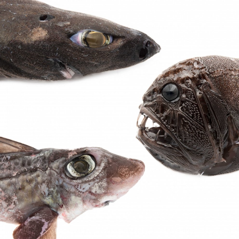 Loðháfur, bjúgtanni og geirnyt. Mynd: Svanhildur Egilsdóttir