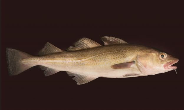 Mynd Svanhildur Egilsdóttir.