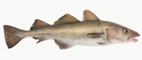 Þorskur. Mynd Svanhildur Egilsdóttir.