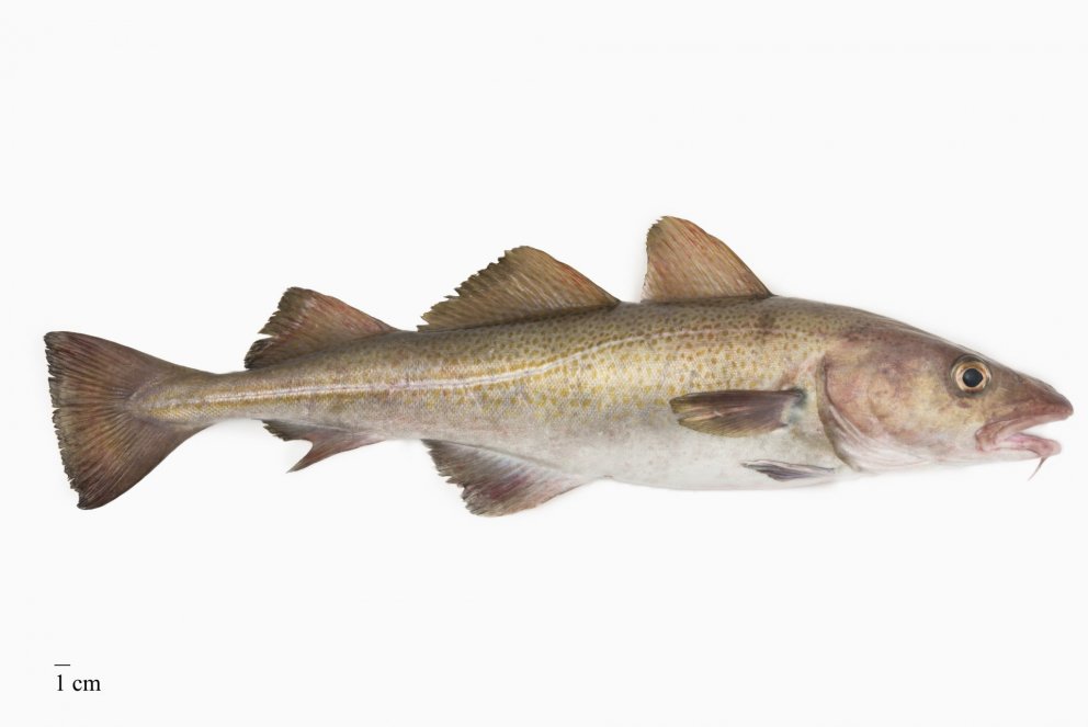 Mynd: Svanhildur Egilsdóttir