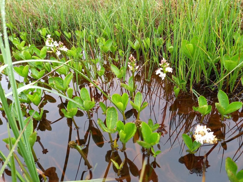 Ljósm. Jóhannes Guðbrandsson.