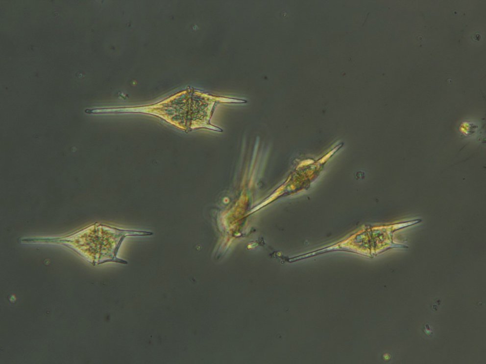 Creatium lineatum í sýni úr Reyðarfirði frá 15. september 2021. Myndin er tekin í gegnum smásjá með …