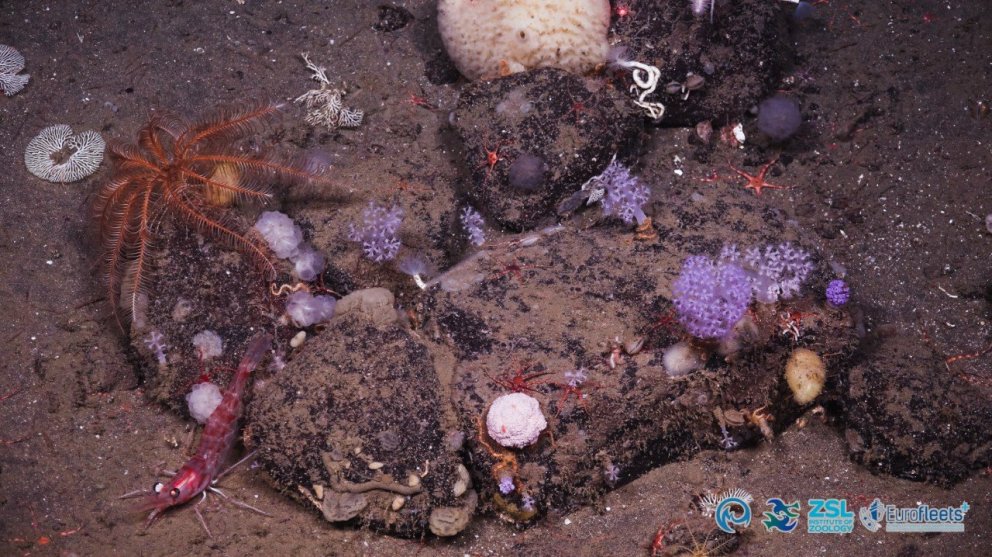 Mynd af sjávarbotni, úr safni Hafrannsóknastofnunar.